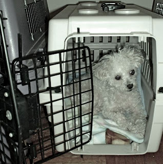Toy poodle cage Clearance