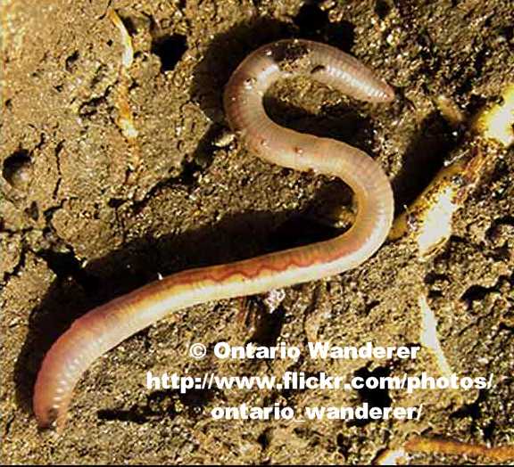 MalLarci The Deeds of a Superhero Cat MalLarci the Food Critic