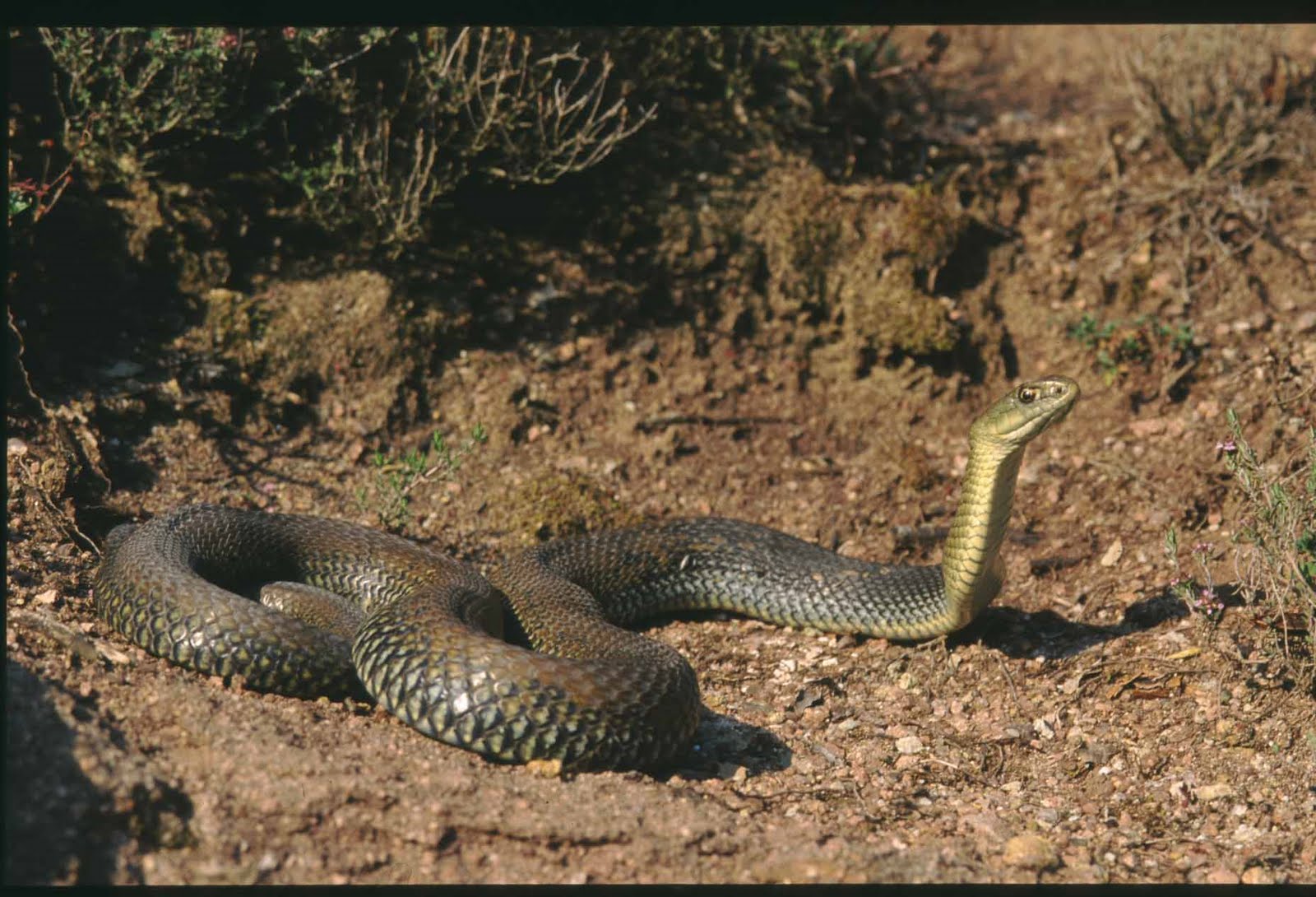 Змей астрахани. Ящеричная змея (Malpolon monspessulanus). Ящеричная змея в Астраханской области. Арабская ящеричная змея. Malpolon moilensis.