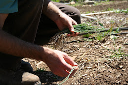Planting Onions