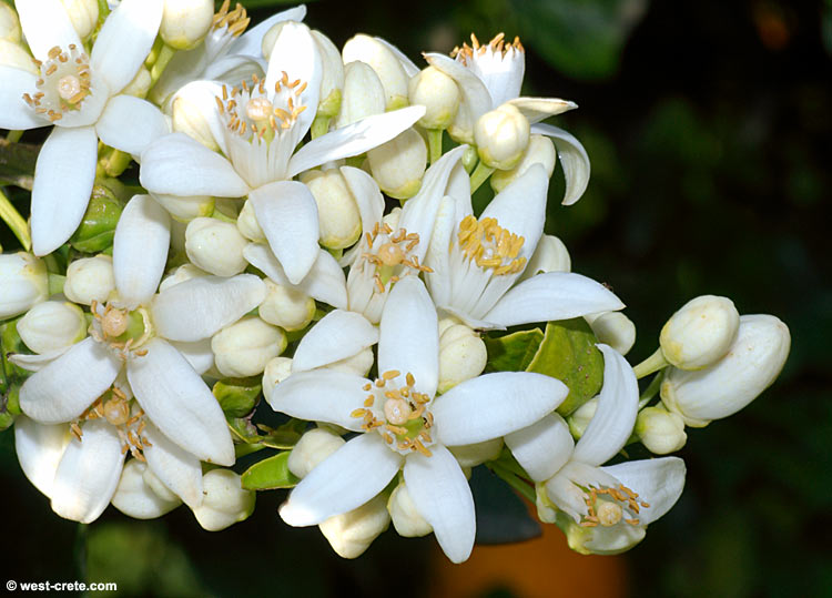 FlowerCenter ดอกส้ม (Orange Blossoms)