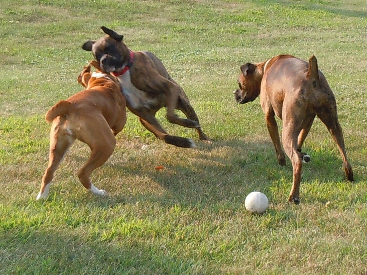 Lucy, Duke & Their Humans: Boxer, Boxer, & Boxer Play Date!