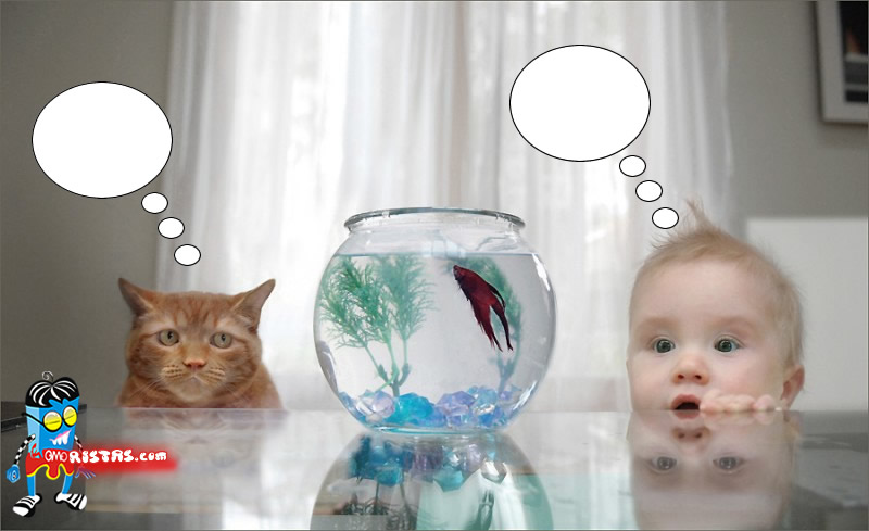 [gato_bebe.jpg]