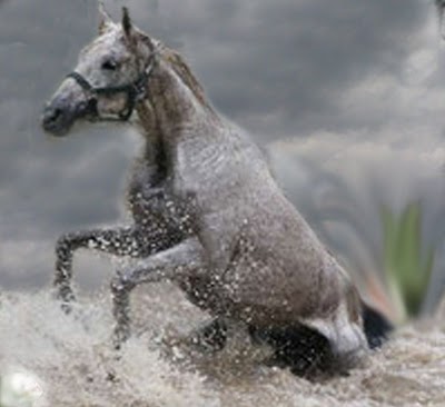 [Hillary cavalo na chuva 2.jpg]