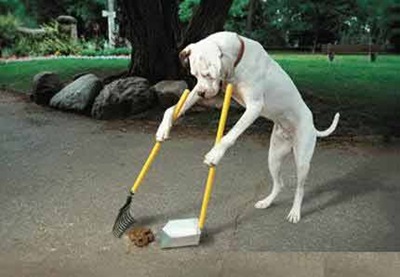 [cachorro-limpar-coco-boxer.jpg]