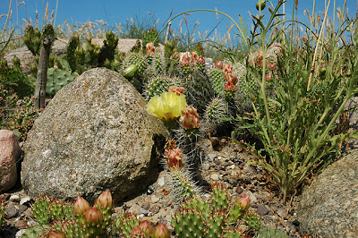 Opuntia polyacantha in cactus bed