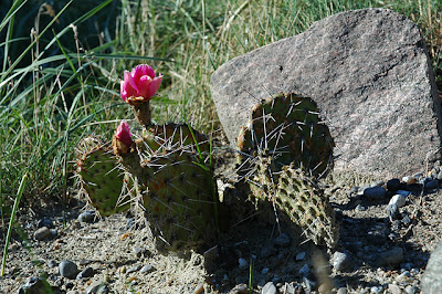 Opuntia tortispina in unprotected bed