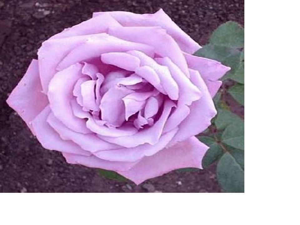 [ROSA-MISTICA.jpg]