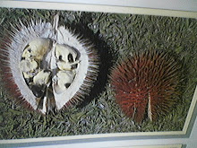 Tutong/Red Durian/Lahong