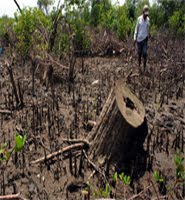 ::: Mangrove Gundul :::