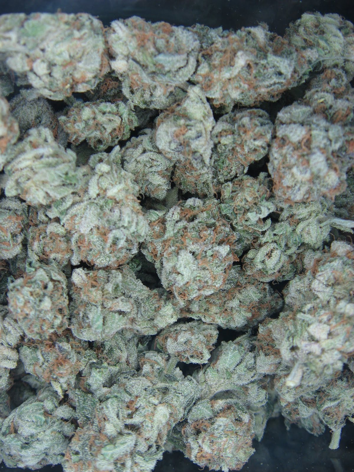 Get Ur Tweed Fix White Widow