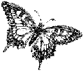 Butterfly Films Project