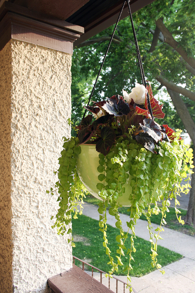 Hobbies How to Use Hanging Plant Starters for Your Indoor Garden