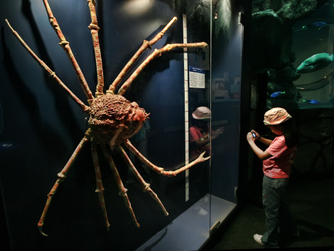 The Nature Geek What S The Big Deal The Japanese Spider Crab
