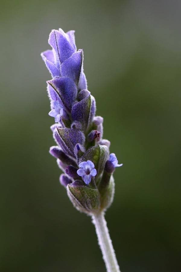 10785685.jpg (600×900)