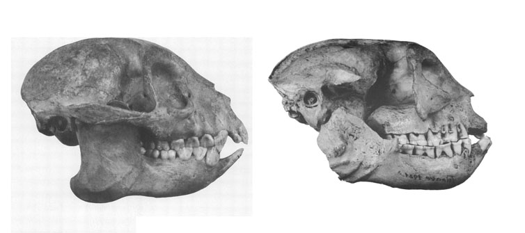 [archaeolemuridae.jpg]