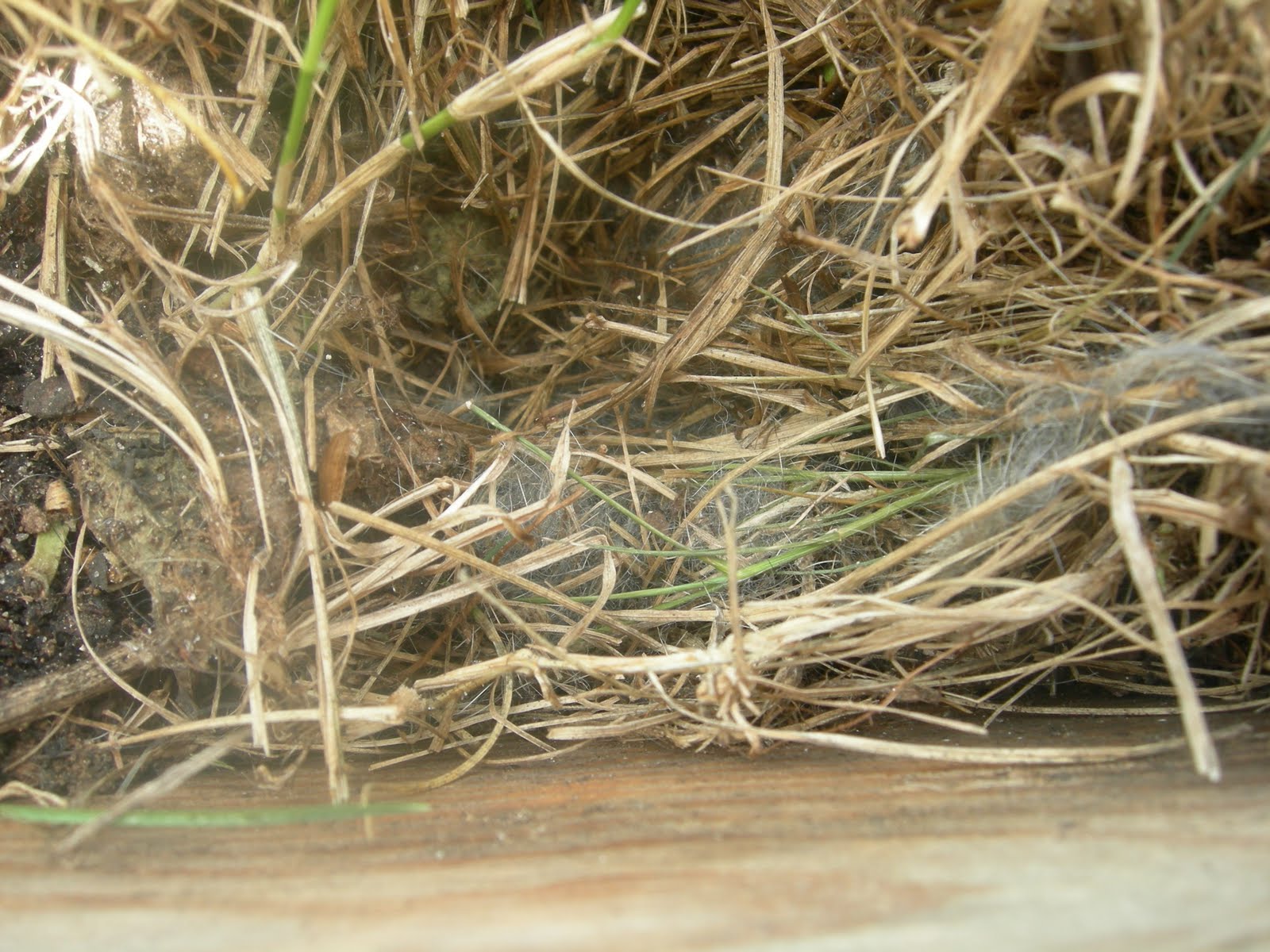 Loving and Serving Rabbit Nest!