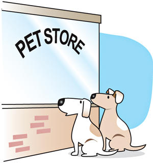 silky poo puppies for sale