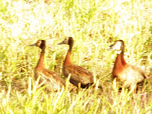 PATINHOS