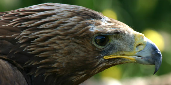 [Parque+Nacional+MonfragÃ¼e_Aguila.jpg]