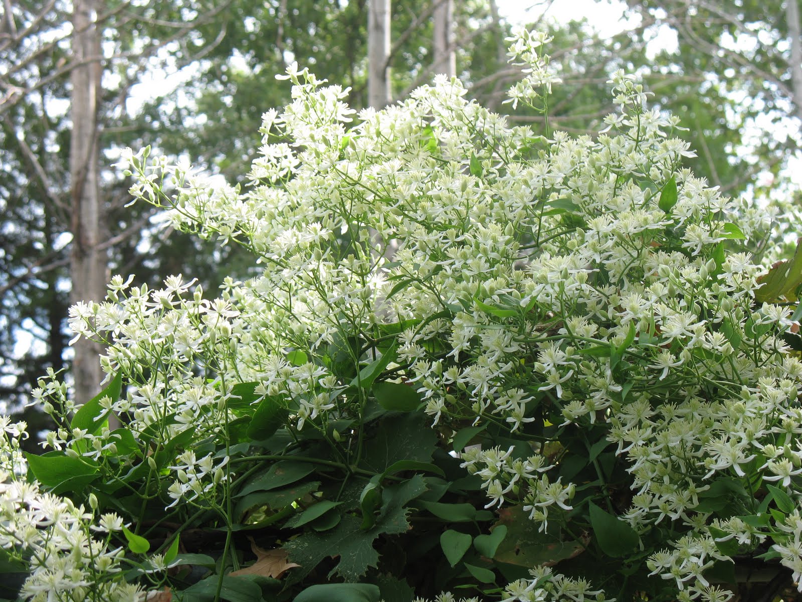Miss Bloomers Sweet Autumn Clematis Garden Walk