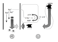 Aldosterone Escape Versus Aldosterone Breakthrough Precious Bodily