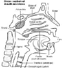 Dr Kumaresh ENT Clinic: Tonsils and Adenoids
