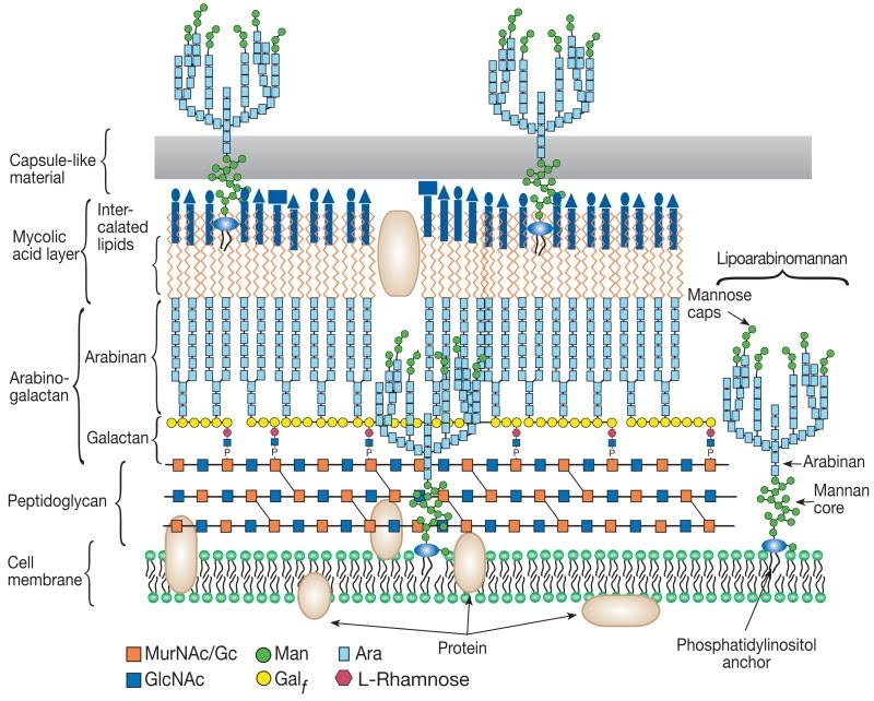 microbioweb pared celular mycobacterium microbioweb pared celular mycobacterium