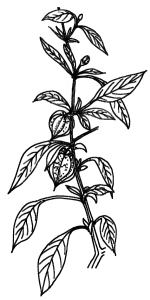 [mullaca.Physalis.jpg]