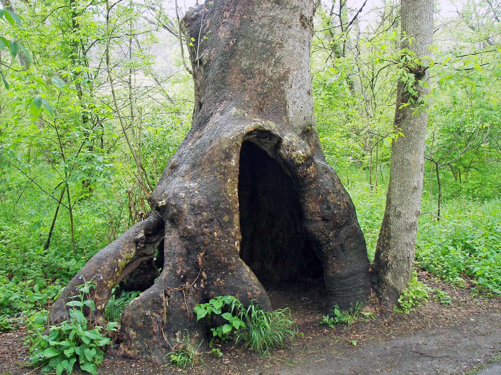 Ствол дерева с дуплом. Дерево с дуплом. Большое дупло в дереве. Дерево с дуплом. Секвойя дерево фото.