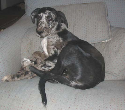 david hancock lurchers website