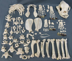 Terrierman's Daily Dose: Complete English Bulldog Skeleton in a Bag