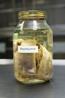 jr enterprises ivermectin