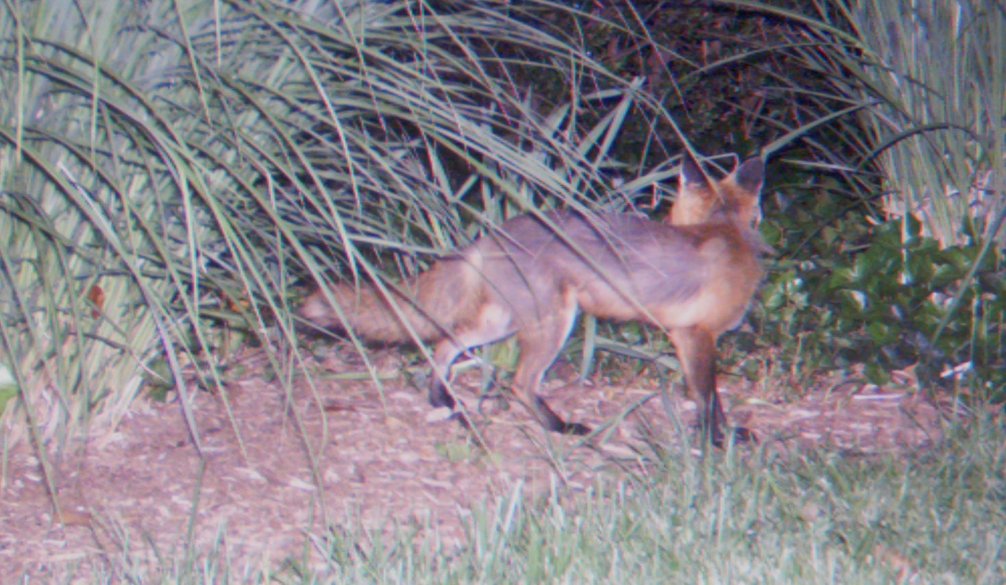 [fox-and-hunting+065.JPG]