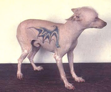 tattooed-hairless-dogs.jpg