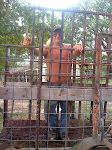 Pig Trailer Jail