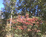 Leaves Starting to Change