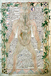 13th Century Anatomical Illustration.