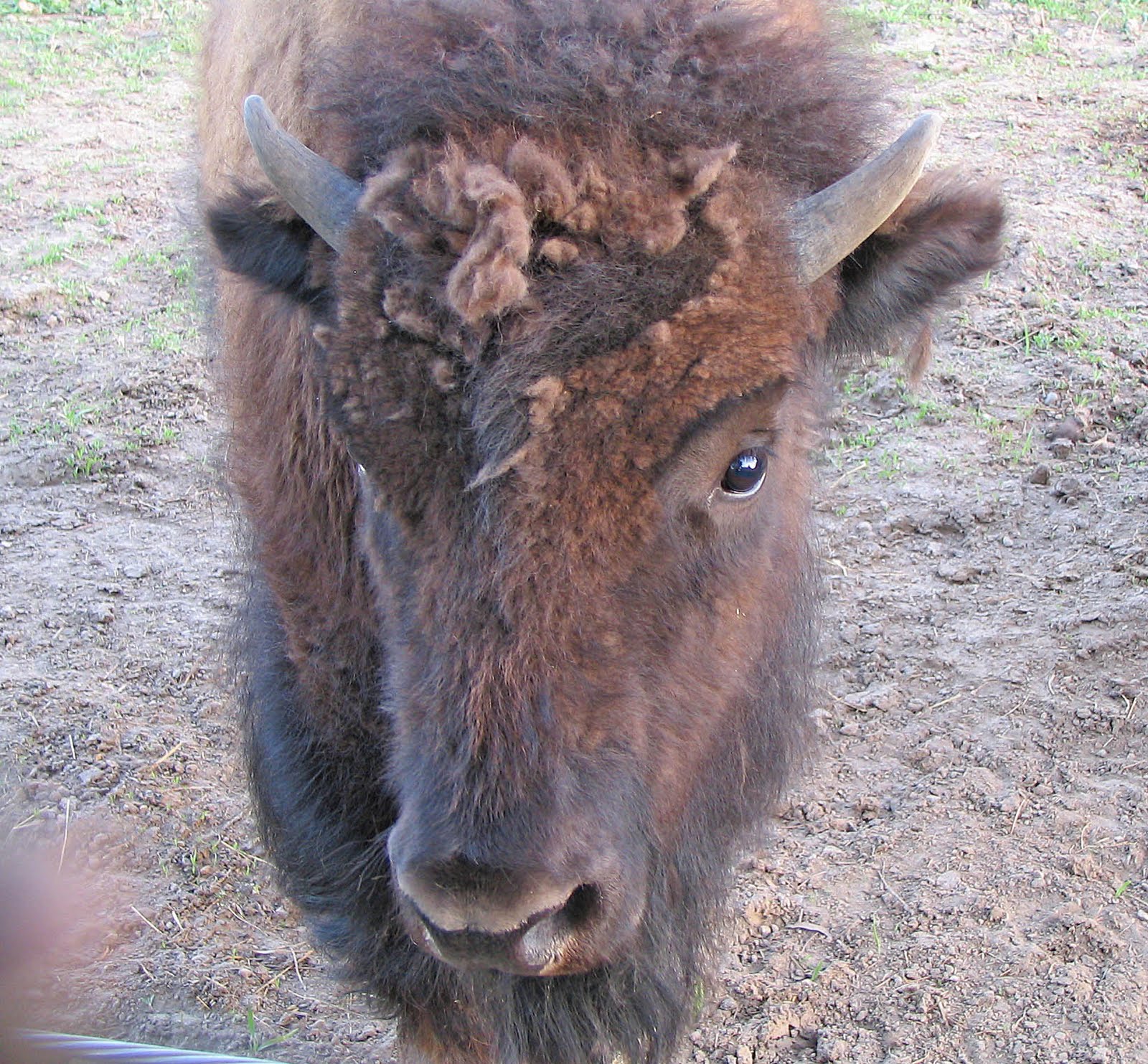 Nature Knitter Terrestrial Animals of Minnesota