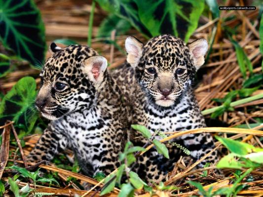 [Animal+Pictures_Baby+Animal+Pictures_Innocence+Jaguar+Cubs.jpg.small.jpg]