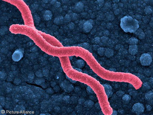 [Helikobakter+Pylori.jpg]