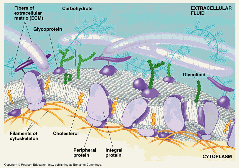 Briefly explain fluid mosaic model biology cell the unit of life