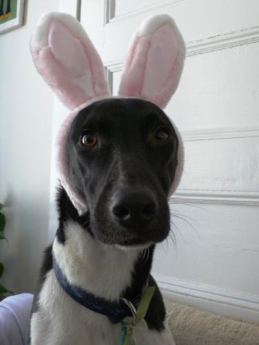 [51-azor-iepuras-de-paste-b.jpg]