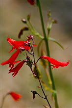 penstemon barbatus