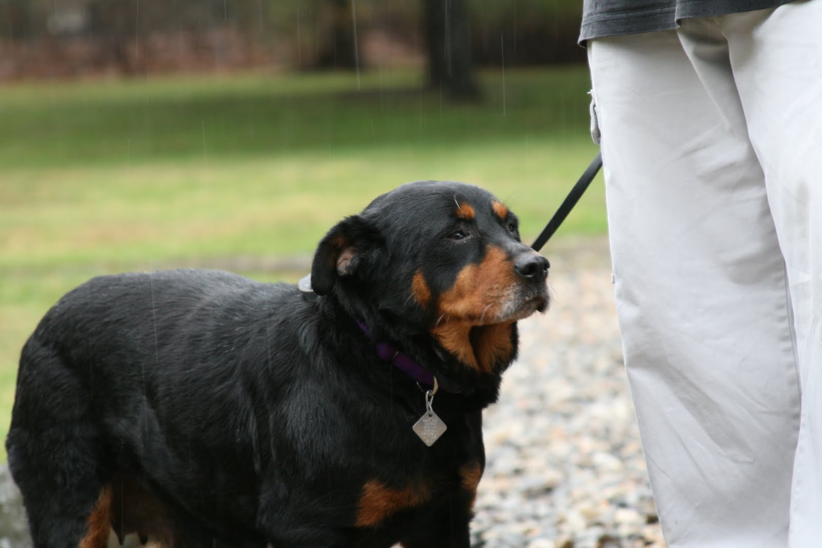 Best Friends Avon Rescue Dogs from Double Dog Rescue!
