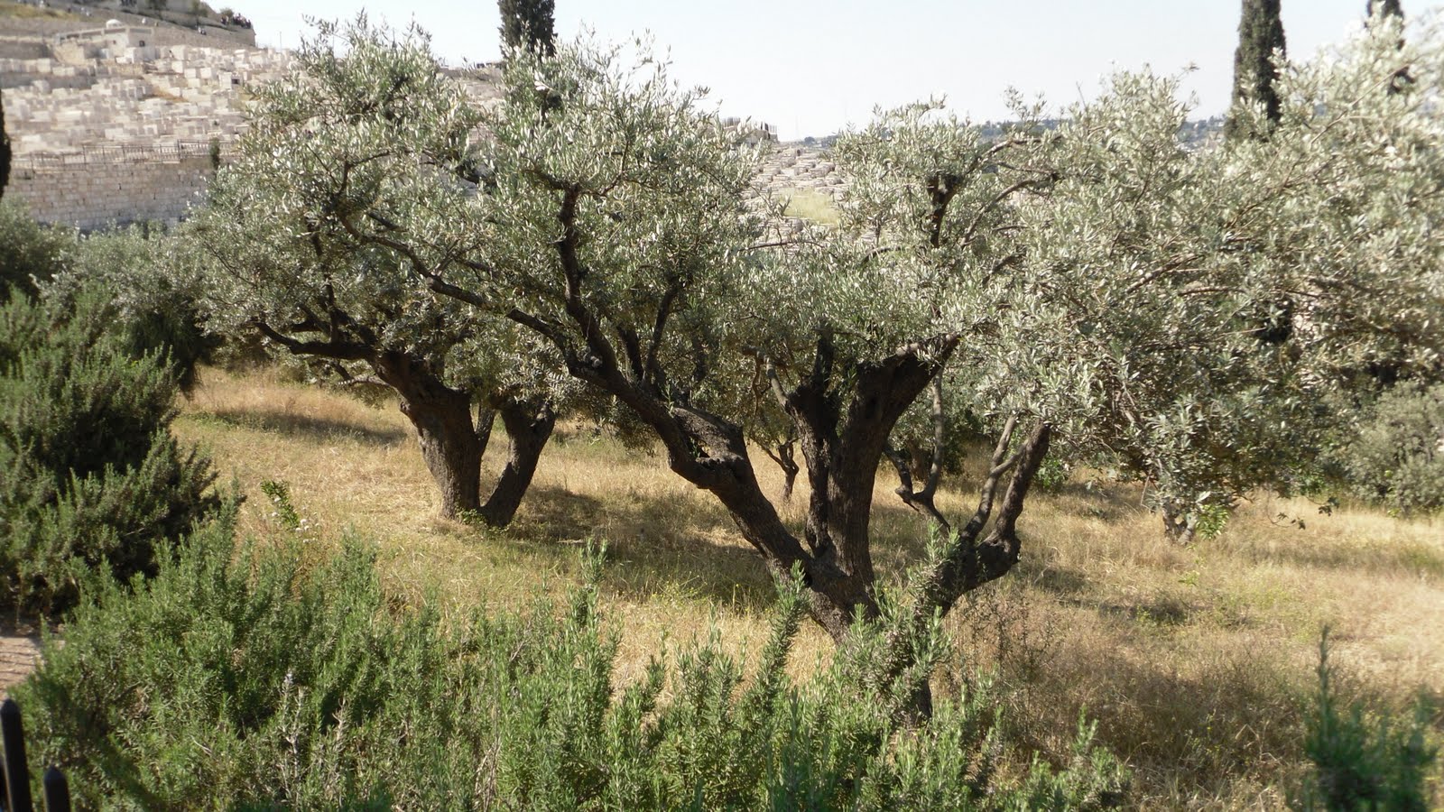 Деревья израиля