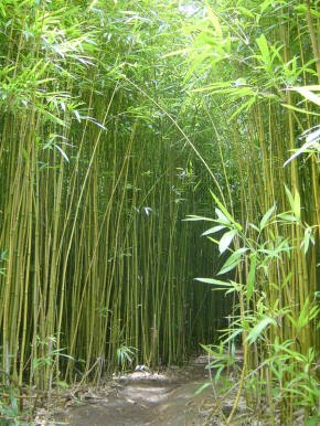 LA NUEVA CARAVANA: CONOCIENDO AL BAMBU
