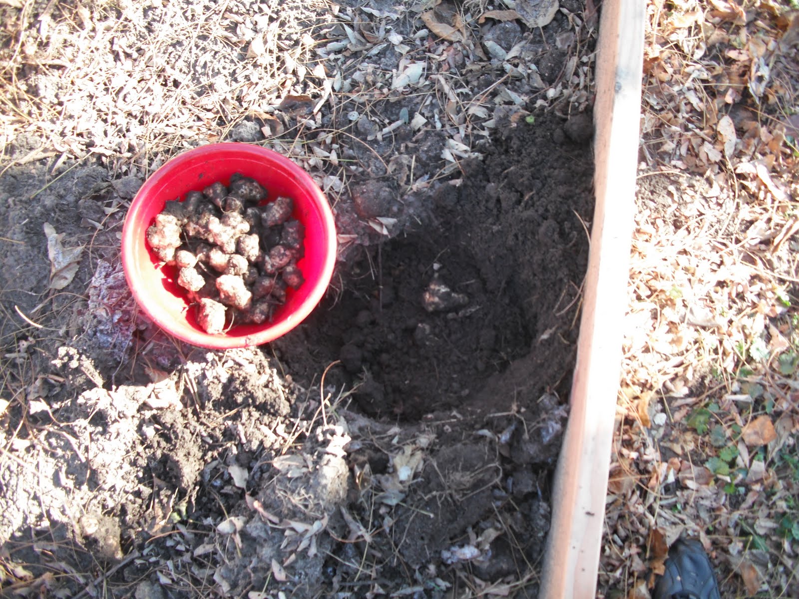 The Perennial Agriculturalist jerusalem artichokes storage pit to