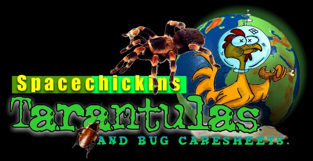 Spacechickins Tarantulas