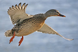 animals fly swim walk jump duck